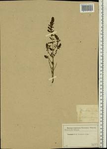 Odontites vulgaris Moench, Eastern Europe, Western region (E3) (Russia)