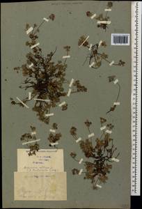 Androsace villosa L., Caucasus, Georgia (K4) (Georgia)