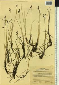 Carex rariflora (Wahlenb.) Sm., Siberia, Chukotka & Kamchatka (S7) (Russia)