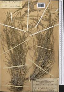 Festuca olgae (Regel) Krivot., Middle Asia, Pamir & Pamiro-Alai (M2) (Kyrgyzstan)