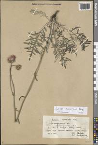 Jurinea ewersmannii Bunge, Eastern Europe, Lower Volga region (E9) (Russia)
