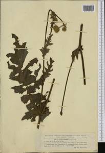 Cirsium erisithales (Jacq.) Scop., Western Europe (EUR) (Romania)