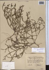 Polygonum rottboellioides Jaub. & Spach, Middle Asia, Western Tian Shan & Karatau (M3) (Uzbekistan)