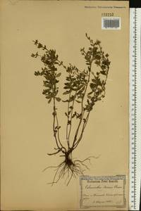 Clinopodium acinos (L.) Kuntze, Eastern Europe, South Ukrainian region (E12) (Ukraine)
