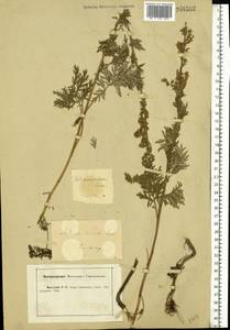 Artemisia armeniaca Lam., Eastern Europe, Central forest-and-steppe region (E6) (Russia)