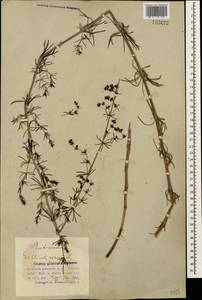 Galium verum L., Caucasus, Azerbaijan (K6) (Azerbaijan)