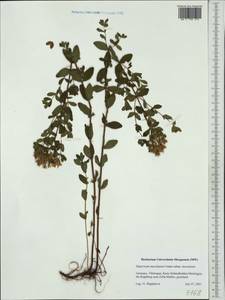 Hypericum maculatum, Western Europe (EUR) (Germany)