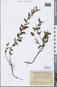 Scutellaria galericulata L., Eastern Europe, Lower Volga region (E9) (Russia)