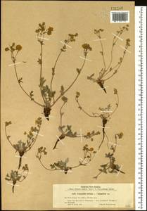 Potentilla sericea L., Siberia, Altai & Sayany Mountains (S2) (Russia)