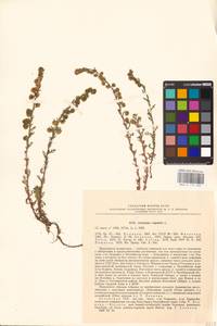 Artemisia rupestris L., Eastern Europe, Estonia (E2c) (Estonia)