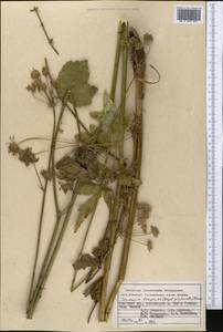 Semenovia dasycarpa (Regel & Schmalh.) Korovin ex Pimenov & V. N. Tikhom., Middle Asia, Pamir & Pamiro-Alai (M2) (Kyrgyzstan)
