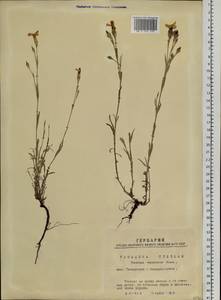 Dianthus chinensis L., Siberia, Western Siberia (S1) (Russia)