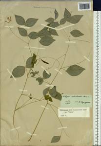 Vicia subrotunda (Maxim.)Czefr., Siberia, Russian Far East (S6) (Russia)