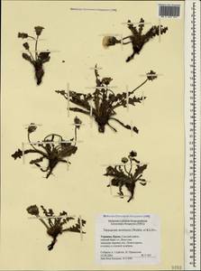 Taraxacum serotinum (Waldst. & Kit.) Poir., Crimea (KRYM) (Russia)