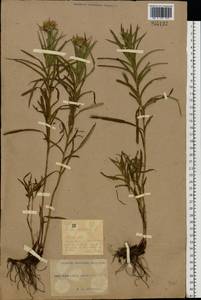 Pentanema ensifolium (L.) D. Gut. Larr., Santos-Vicente, Anderb., E. Rico & M. M. Mart. Ort., Eastern Europe, North Ukrainian region (E11) (Ukraine)