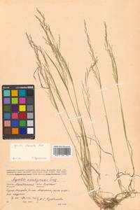 Agrostis anadyrensis Soczava, Siberia, Chukotka & Kamchatka (S7) (Russia)