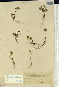 Chrysosplenium pilosum var. valdepilosum Ohwi, Siberia, Russian Far East (S6) (Russia)