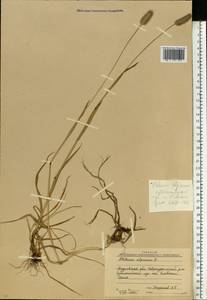 Phleum alpinum L., Eastern Europe, Eastern region (E10) (Russia)