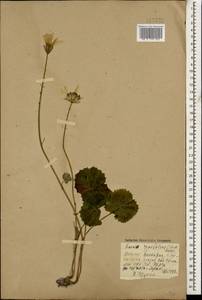 Dolichorrhiza renifolia (C. A. Mey.) Galushko, Caucasus, Stavropol Krai, Karachay-Cherkessia & Kabardino-Balkaria (K1b) (Russia)