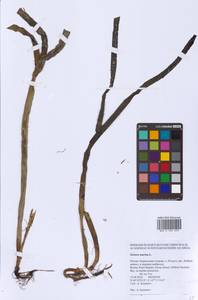 Zostera marina L., Siberia, Russian Far East (S6) (Russia)