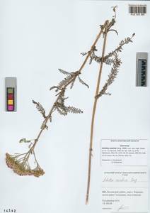 Achillea asiatica Serg., Siberia, Altai & Sayany Mountains (S2) (Russia)