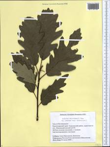 Quercus dalechampii Ten., Caucasus, Black Sea Shore (from Novorossiysk to Adler) (K3) (Russia)