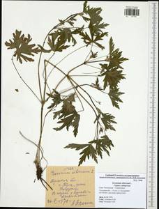 Geranium sibiricum L., Eastern Europe, Central region (E4) (Russia)