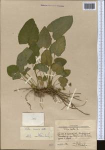 Viola suavis M. Bieb., Middle Asia, Western Tian Shan & Karatau (M3) (Uzbekistan)