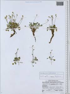 Cardamine bellidifolia L., Siberia, Chukotka & Kamchatka (S7) (Russia)