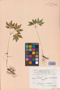 Anemone nemorosa L., Eastern Europe, North Ukrainian region (E11) (Ukraine)