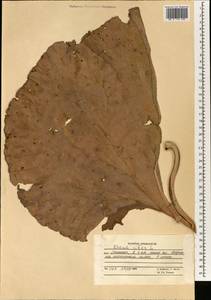 Rheum ribes L., South Asia, South Asia (Asia outside ex-Soviet states and Mongolia) (ASIA) (Afghanistan)