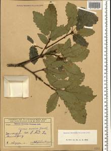 Quercus infectoria subsp. veneris (A.Kern.) Meikle, Caucasus, Armenia (K5) (Armenia)