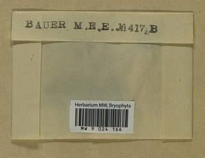 Ptychostomum lonchocaulon (Müll. Hal.) J.R. Spence, Bryophytes, Bryophytes - Western Europe (BEu)