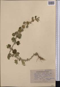 Marrubium anisodon K.Koch, Middle Asia, Northern & Central Tian Shan (M4) (Kyrgyzstan)
