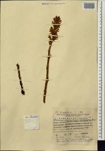 Orobanche buekii subsp. buekii, Eastern Europe, Eastern region (E10) (Russia)