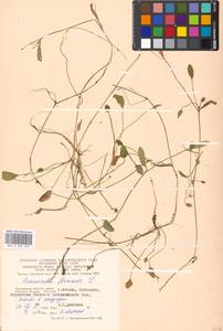 Ranunculus flammula, Eastern Europe, Moscow region (E4a) (Russia)