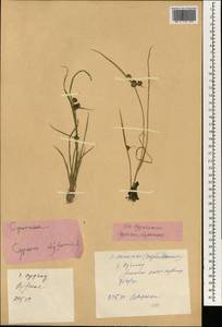 Cyperus difformis L., South Asia, South Asia (Asia outside ex-Soviet states and Mongolia) (ASIA) (China)