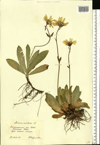 Arnica montana L., Eastern Europe, West Ukrainian region (E13) (Ukraine)