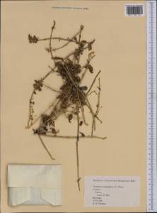 Tripodion tetraphyllum (L.)Fourr., Western Europe (EUR) (Spain)