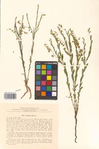 Polygala sibirica L., Siberia, Russian Far East (S6) (Russia)