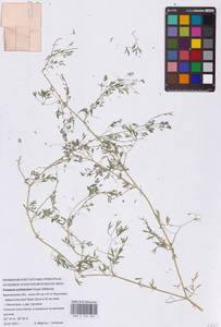 Fumaria schleicheri Soy.-Will., Eastern Europe, Central forest-and-steppe region (E6) (Russia)