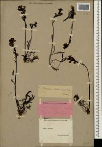 Pedicularis nordmanniana Bunge, Caucasus, Stavropol Krai, Karachay-Cherkessia & Kabardino-Balkaria (K1b) (Russia)