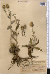 Cousinia astracanica (Spreng.) Tamamsch., Middle Asia, Caspian Ustyurt & Northern Aralia (M8) (Kazakhstan)