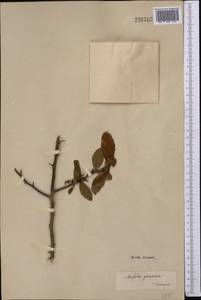 Crataegus pseudoheterophylla subsp. turkestanica (Pojark.) K. I. Chr., Middle Asia, Karakum (M6) (Turkmenistan)