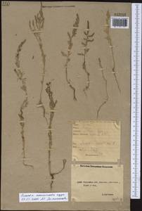 Suaeda acuminata (C. A. Mey.) Moq., Middle Asia, Northern & Central Kazakhstan (M10) (Kazakhstan)