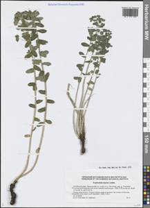 Euphorbia alpina C.A.Mey., Siberia, Altai & Sayany Mountains (S2) (Russia)