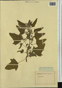 Chenopodium quinoa Willd., Western Europe (EUR) (Not classified)