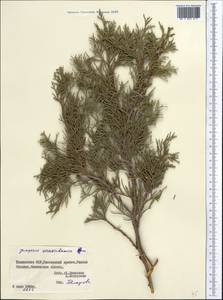 Juniperus excelsa subsp. polycarpos (K. Koch) Takht., Middle Asia, Pamir & Pamiro-Alai (M2) (Tajikistan)