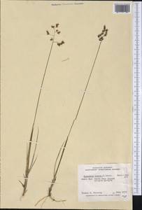 Anthoxanthum nitens (Weber) Y.Schouten & Veldkamp, America (AMER) (Canada)