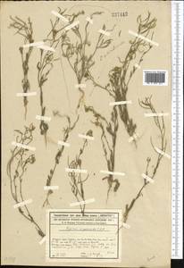 Erysimum sisymbrioides C.A. Mey., Middle Asia, Syr-Darian deserts & Kyzylkum (M7) (Kazakhstan)